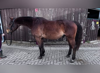 Rijnlander, Ruin, 18 Jaar, 166 cm, Donkerbruin