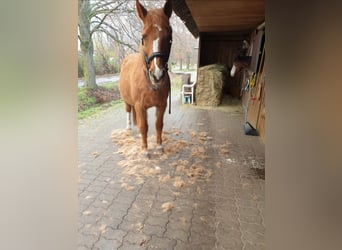 Rijnlander, Ruin, 26 Jaar, 165 cm, Vos