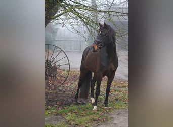 Rijnlander, Ruin, 4 Jaar, 164 cm, Bruin