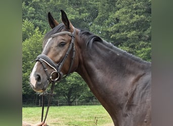 Rijnlander, Ruin, 4 Jaar, 167 cm, Zwartbruin
