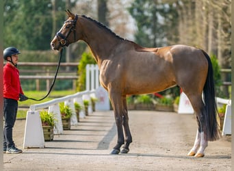 Rijnlander, Ruin, 4 Jaar, 175 cm, Bruin