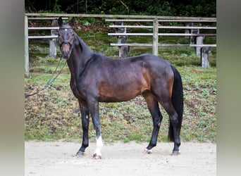 Rijnlander, Ruin, 5 Jaar, 165 cm, Zwartbruin