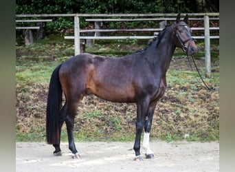 Rijnlander, Ruin, 5 Jaar, 165 cm, Zwartbruin