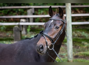 Rijnlander, Ruin, 5 Jaar, 165 cm, Zwartbruin