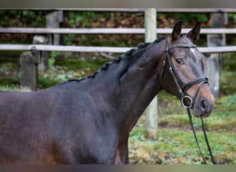 Rijnlander, Ruin, 5 Jaar, 165 cm, Zwartbruin