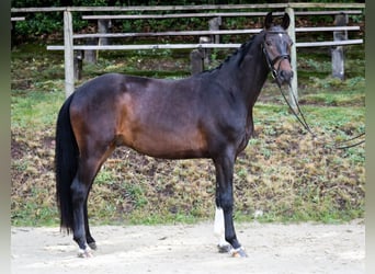 Rijnlander, Ruin, 5 Jaar, 165 cm, Zwartbruin