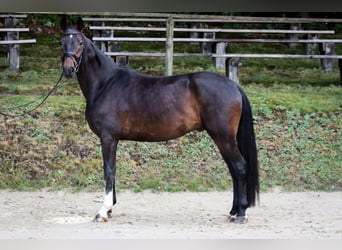 Rijnlander, Ruin, 5 Jaar, 165 cm, Zwartbruin