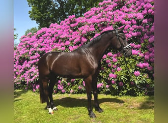 Rijnlander, Ruin, 5 Jaar, 170 cm, Zwart