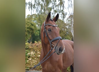 Rijnlander, Ruin, 5 Jaar, 178 cm, Bruin