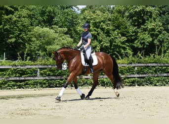 Rijnlander, Ruin, 5 Jaar, 178 cm, Bruin