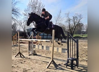 Rijnlander, Ruin, 6 Jaar, 165 cm, Zwart