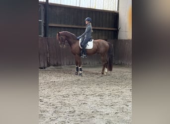 Rijnlander, Ruin, 6 Jaar, 168 cm, Vos