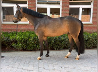 Rijnlander, Ruin, 7 Jaar, 164 cm, Donkerbruin