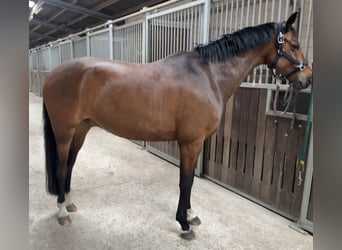 Rijnlander, Ruin, 8 Jaar, 165 cm, Bruin