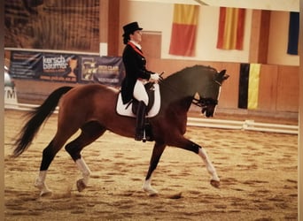 Rijnlander, Ruin, 8 Jaar, 172 cm, Bruin