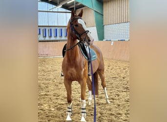 Rijnlander, Ruin, 8 Jaar, Vos