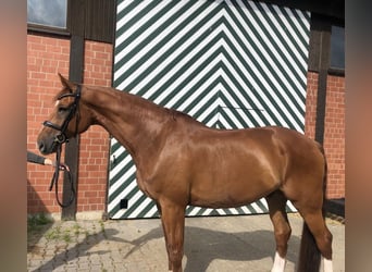 Rijnlander, Ruin, 9 Jaar, 181 cm, Vos