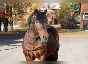 Rijnlandse Duitse Koudbloed, Hengst, 12 Jaar, 167 cm, Bruin