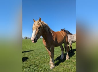 Rijnlandse Duitse Koudbloed, Hengst, 2 Jaar, 170 cm, Vos