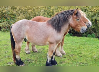 Rijnlandse Duitse Koudbloed, Hengst, 3 Jaar, 148 cm, Roan-Bay