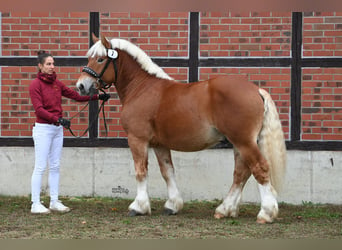 Rijnlandse Duitse Koudbloed, Hengst, 3 Jaar, 161 cm, Vos