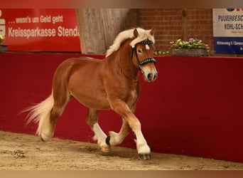 Rijnlandse Duitse Koudbloed, Hengst, 3 Jaar, 161 cm, Vos