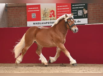 Rijnlandse Duitse Koudbloed, Hengst, 3 Jaar, 161 cm, Vos