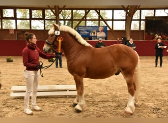 Rijnlandse Duitse Koudbloed, Hengst, 3 Jaar, 161 cm, Vos