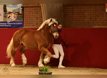 Rijnlandse Duitse Koudbloed, Hengst, 3 Jaar, 161 cm, Vos