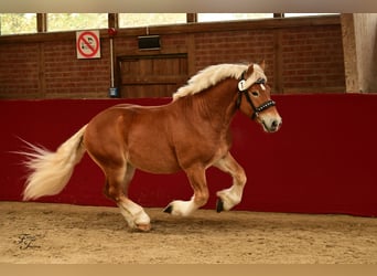 Rijnlandse Duitse Koudbloed, Hengst, 3 Jaar, 161 cm, Vos