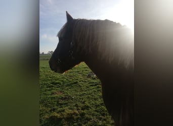 Rijnlandse Duitse Koudbloed Mix, Hengst, 4 Jaar, 160 cm, Vos