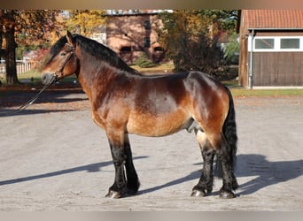 Rijnlandse Duitse Koudbloed, Hengst, 7 Jaar, 165 cm, Bruin