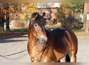 Rijnlandse Duitse Koudbloed, Hengst, 7 Jaar, 165 cm, Bruin