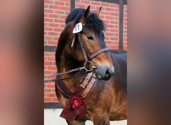 Rijnlandse Duitse Koudbloed, Hengst, 6 Jaar, 165 cm, Bruin