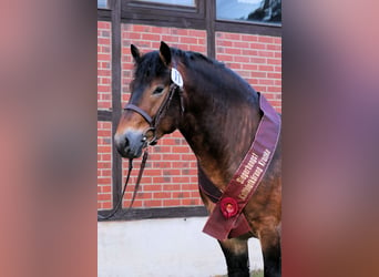 Rijnlandse Duitse Koudbloed, Hengst, 6 Jaar, 165 cm, Bruin