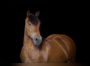Rijnlandse Duitse Koudbloed Mix, Merrie, 10 Jaar, 161 cm, Bruin