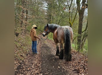 Rijnlandse Duitse Koudbloed, Merrie, 13 Jaar, Brown Falb schimmel