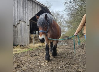 Rijnlandse Duitse Koudbloed, Merrie, 13 Jaar, Brown Falb schimmel