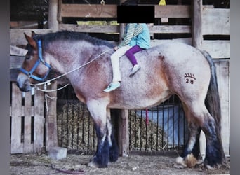 Rijnlandse Duitse Koudbloed, Merrie, 13 Jaar, Brown Falb schimmel