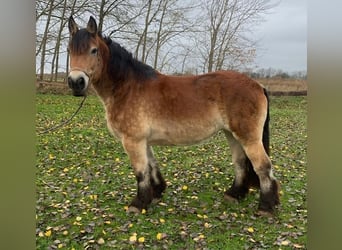 Rijnlandse Duitse Koudbloed, Merrie, 14 Jaar, 164 cm, Bruin