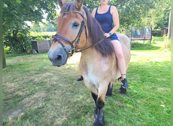 Rijnlandse Duitse Koudbloed, Merrie, 16 Jaar, 160 cm, Brown Falb schimmel