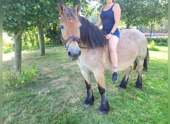 Rijnlandse Duitse Koudbloed, Merrie, 16 Jaar, 160 cm, Brown Falb schimmel