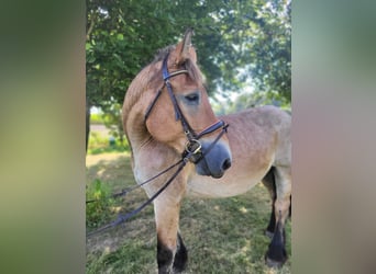 Rijnlandse Duitse Koudbloed, Merrie, 16 Jaar, 160 cm, Brown Falb schimmel