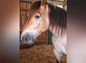 Rijnlandse Duitse Koudbloed, Merrie, 16 Jaar, 160 cm, Brown Falb schimmel