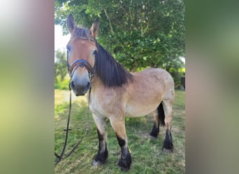 Rijnlandse Duitse Koudbloed, Merrie, 16 Jaar, 160 cm, Brown Falb schimmel