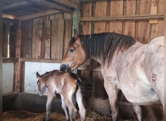 Rijnlandse Duitse Koudbloed, Merrie, 16 Jaar, 160 cm, Brown Falb schimmel