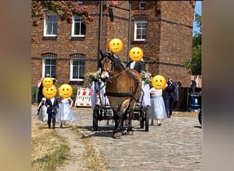 Rijnlandse Duitse Koudbloed, Merrie, 16 Jaar, 160 cm