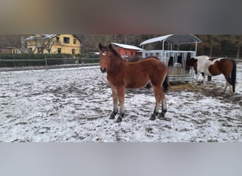 Rijnlandse Duitse Koudbloed, Merrie, 1 Jaar, 140 cm, Bruin