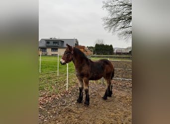 Rijnlandse Duitse Koudbloed, Merrie, 1 Jaar, 140 cm, Bruin