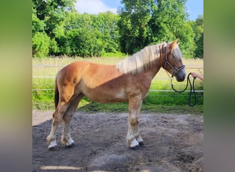 Rijnlandse Duitse Koudbloed, Merrie, 1 Jaar, 150 cm, Vos